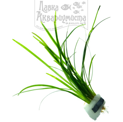 Саггитария Субулата, с грузом Саггитария Субулата, с грузом